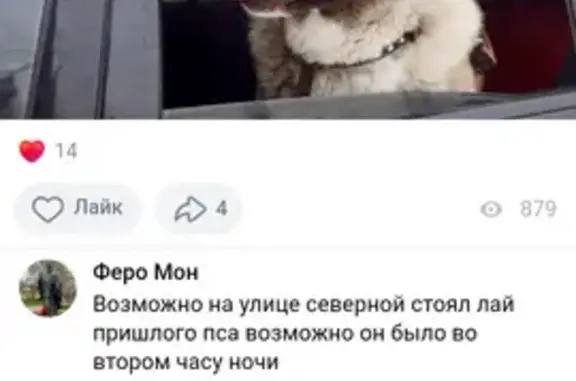 Пропала собака, Центральная улица, 19, Хирино — американский акито - photo