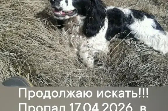 Пропала собака, Центральная улица, 33А, городской округ Рязань, Рязань — черно-белый окрас, охотничья порода, без ошейника - photo