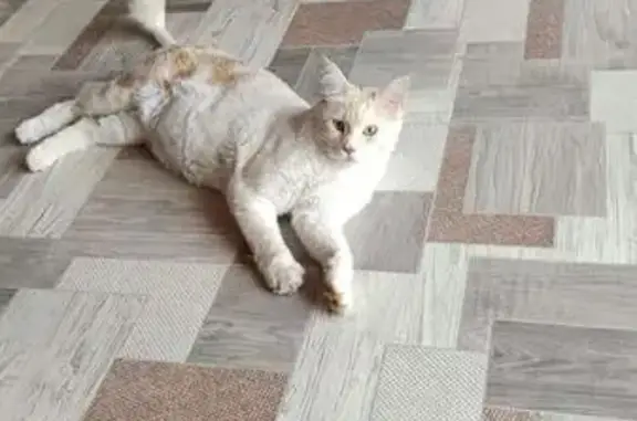 Пропала кошка, улица Нахимова, 6, Белорецк - бело-рыжий кот - photo