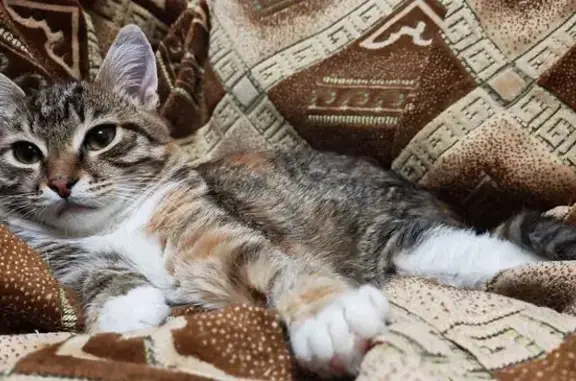 Пропала кошка, улица Костычева, 20, Пермь — грудка белая, откликается на имя - photo