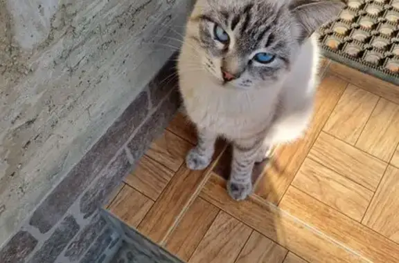 Пропала кошка, Каспийск, Дагестан - photo