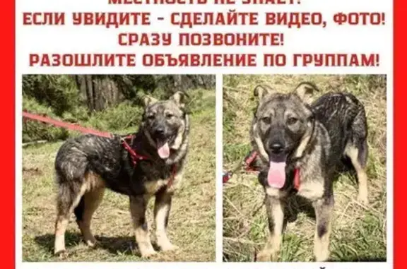 Пропала собака, Пронино, Московская область — щенок 5-6 мес., очень пугливый - photo