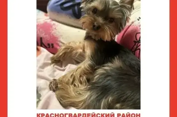 Объявления о пропавших и найденных животных, Санкт-Петербург, фото: Пропала собака, проспект Наставников, 25 к3, Санкт-Петербург — испугался трактора, соскочил со шлейки