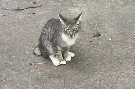 Найдена кошка, Москва, фото: Найдена кошка, улица Дмитрия Ульянова, Москва — плачет, бегает за людьми, короткий хвост