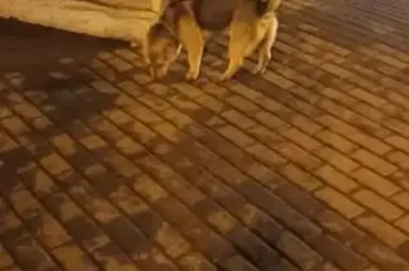 Найдена собака, Томск, фото: Найдена собака, набережная реки Ушайки, Томск — хвост поднят вверх крючком