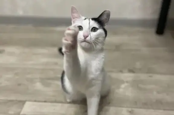 Кошки потеряшки, Кубинка, фото: Потеряшка кошка, тропа Здоровья, 12, Кубинка — одно ушко чёрное, другое белое