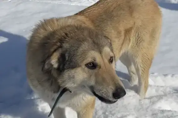 Пропала собака, улица Академика Павлова, 1, Красноярск — кобель, рыже-серый, хвост колечком, в голубом ошейнике - photo