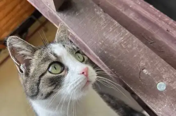 Пропала кошка, 13-я линия, 7, Ростов-на-Дону — котик 13 лет, кастрирован - photo