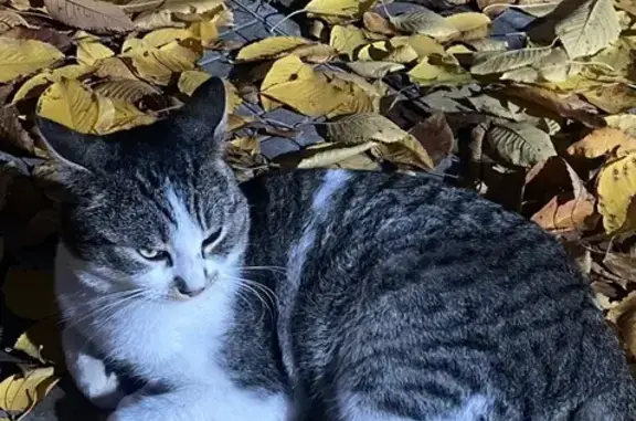 Кошки потеряшки, Краснодар, фото: Потеряшка кошка, Колхозный переулок, 12, Краснодар — кот Лекс, 6 лет