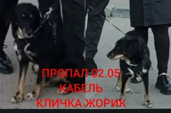 Пропала собака, Центральная улица, 34, Воскресенск — чёрная, с белой грудью, рыжие лапки - photo