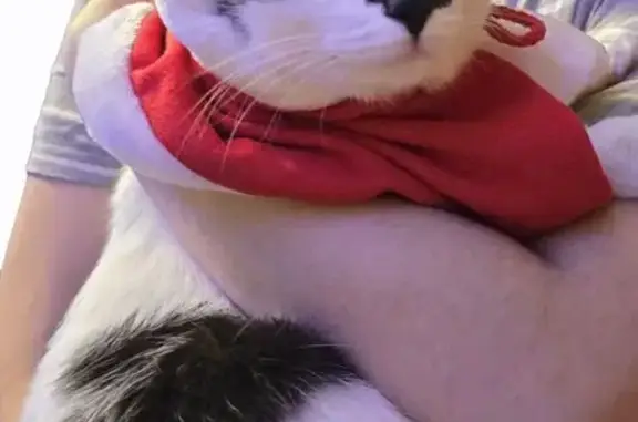 Кошки потеряшки, Уфа, фото: Потеряшка кошка, улица Гафури, Уфа — черно-белая, стройная, длинное туловище