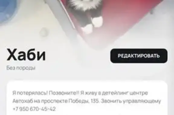 Пропала кошка, проспект Победы, Калининград — медальон с QR-кодом на шее, чёрная подушечка задней лапы - photo