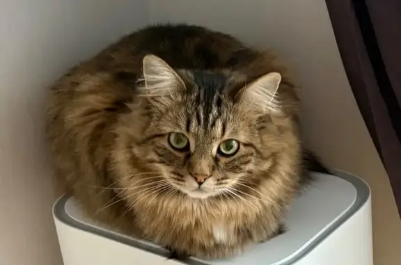 Кошки потеряшки, Тула, фото: Потеряшка кошка, Волоховская улица, 25, Тула — очень пушистый, пугливый