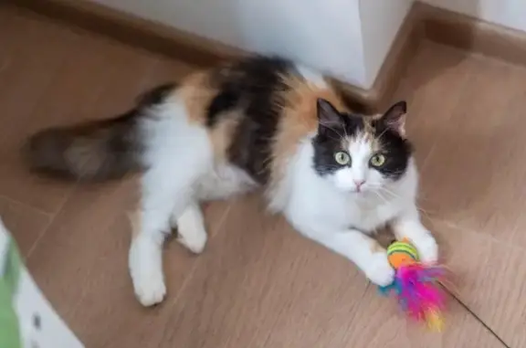 Найдена кошка, улица Игелекле, 19, Казань — слепая, хромая, похожа на кошку с фото - photo