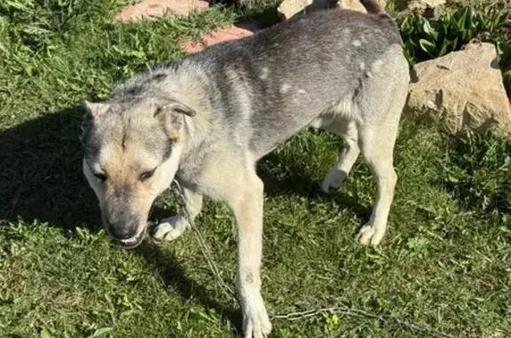 Найдена собака, Клопицкое, фото: Найдена собака, «Нарва», Клопицкое — с ошейником и цепью, серая