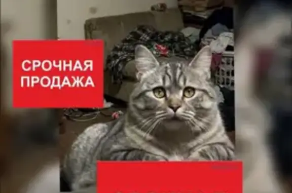 Пропала кошка, Чита, Забайкальский край — очень упитанная серая, похожа на британца - photo