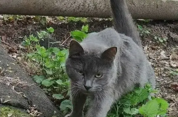 Найдена кошка, Москва, фото: Найдена кошка, улица Удальцова, 59, Москва — очень ласковая, мявкает и идет на контакт