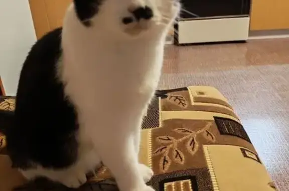 Пропала кошка, Кострома, Костромская область — Маша, 12 лет - photo