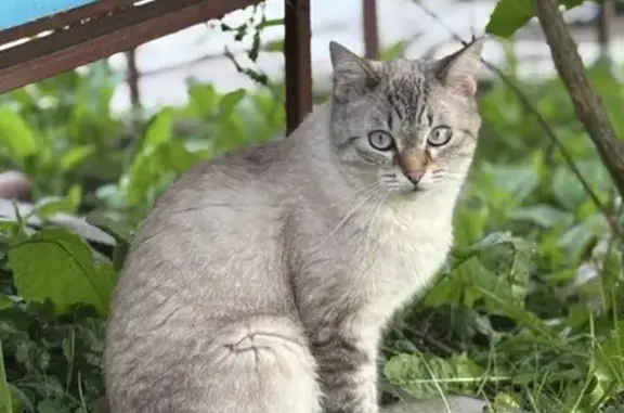 Пропала кошка, Кузьминское шоссе, Александровская, Александровская — пугливая невская маскарадная - photo