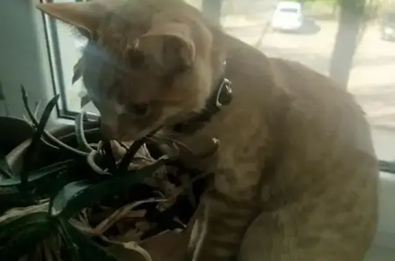 Найдена кошка, Воронеж, фото: Найдена кошка, улица Молодогвардейцев, 16, Воронеж — молодой рыжий кот с чёрным ошейником