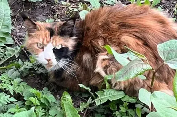 Найдена кошка, Ярославль, фото: Найдена кошка, Ярославль — трёхцветная, похожа на мейн-куна