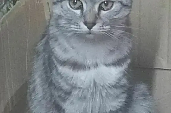Пропала кошка, улица Ватутина, Уфа — серо-голубая, полосатая, серые глаза - photo