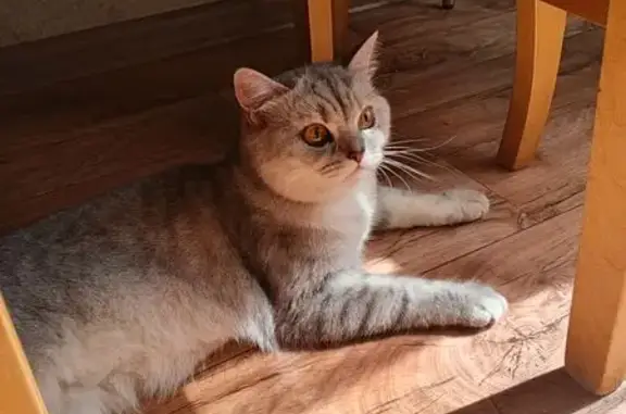 Найденные животные Орехово-Зуево, фото: Найдена кошка, Мадонская улица, 6, Орехово-Зуево — британец, ласковая, домашняя