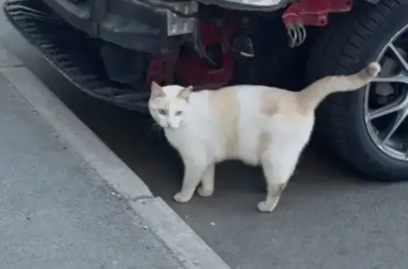 Найдена кошка, Южно-Челябинский Прииск, фото: Найдена кошка, Изумрудная улица, Челябинский городской округ, Южно-Челябинский Прииск — около аптеки, не откликается на кис-кис