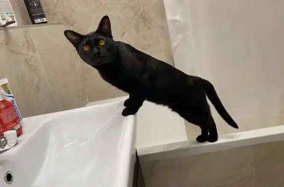 Кошки потеряшки, Фоминское, фото: Потеряшка кошка, Дальняя улица, район Троицк, Фоминское — чёрный кастрированный кот, домашний, пугливый