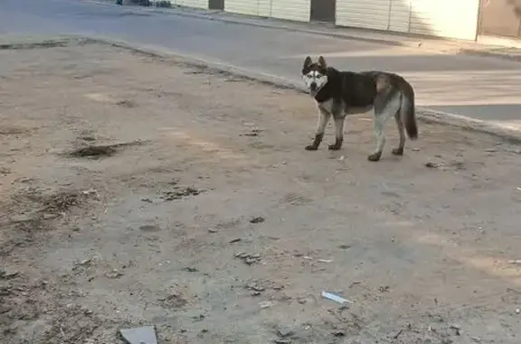 Найденные животные Тамбов, фото: Найдена собака, Ново-стремянная улица, городской округ Тамбов, Тамбов — мальчик, с ошейником, голубые глаза