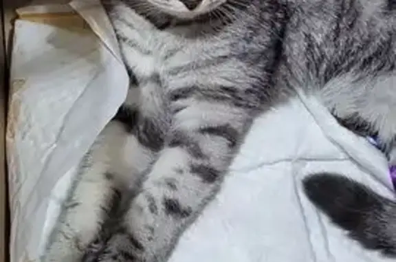 Найдена кошка, Котельники, фото: Найдена кошка, Сосновая улица, 5, Котельники — голубой с белым, тигровый, на вид 5–6 мес.