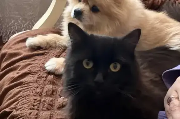 Кошки потеряшки, Тимофеевка, фото: Потеряшка кошка, Октябрьская улица, 33А, Тимофеевка — длинношерстая, чёрная, в воротнике