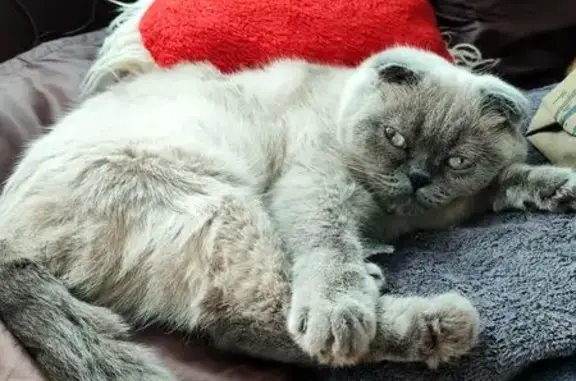 Потерянные животные Валуйки, фото: Пропала кошка, улица Короленко, Валуйки — светлая с голубыми глазками, была в ошейнике с адресником