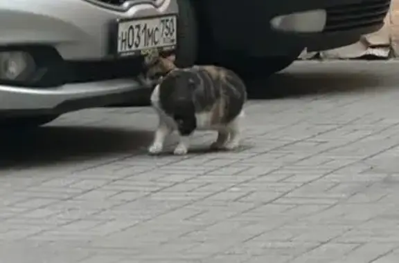 Найдена кошка, Санкт-Петербург, фото: Найдена кошка, Кузнечный переулок, Санкт-Петербург — трёхцветная, с ошейником