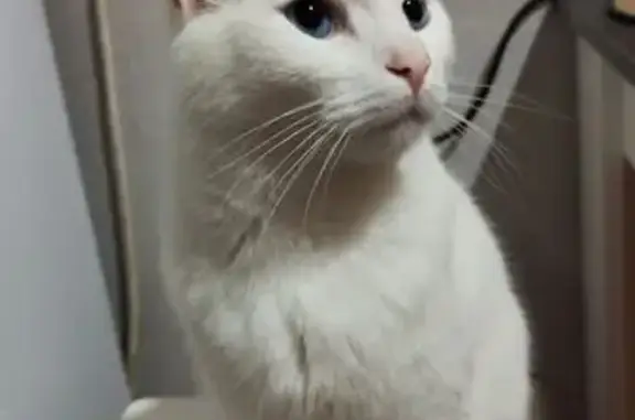 Кошки потеряшки, Псков, фото: Потеряшка кошка, Госпитальная улица, 15, Псков — чисто белая, голубые глаза