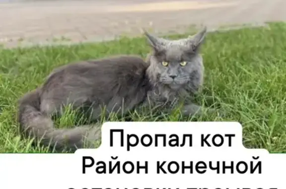 Кошки потеряшки, Новочеркасск, фото: Потеряшка кошка, улица Орджоникидзе, 63, Новочеркасск — мейнкун, серого цвета