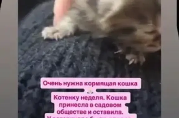 Объявления о пропавших и найденных животных, Казань, фото: Пропала кошка, улица Четаева, 35, Казань — ласковая, легко идёт на общение