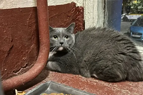 Найдена кошка, Москва, фото: Найдена кошка, Азовская улица, 14, Москва — серый окрас, белое пятно на шее и подбородке, на контакт не идет