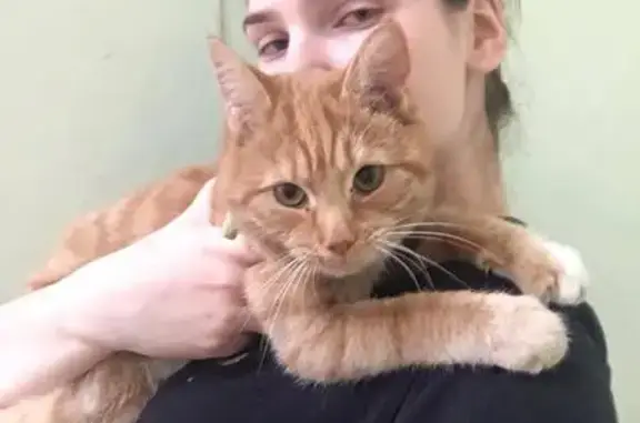 Пропала кошка, улица Королёва, 11, Королёв — рыжая, зелёные глаза, без ошейника - photo