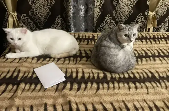Пропала кошка, Малое Андрейково, Минское — белая, с тёмным пятном у уха - photo
