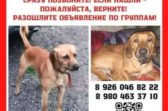 Собаки потеряшки, Москва, фото: Потеряшка собака, улица Корнейчука, 32, Москва — рыжий гладкошерстный метис