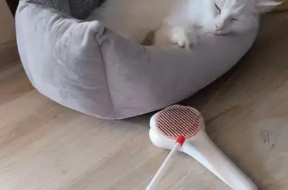 Кошки потеряшки, Шуя, фото: Потеряшка кошка, 2-я улица Афанасьева, 6, Шуя — белая, повисшее ушко после операции