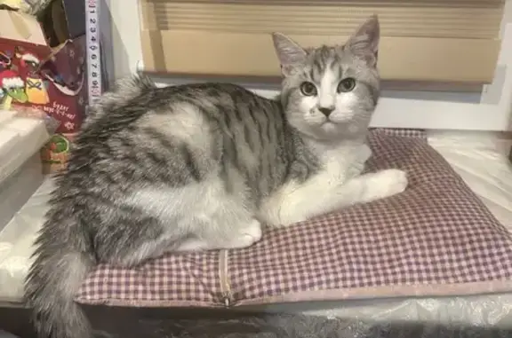 Кошки потеряшки, Тула, фото: Потеряшка кошка, Приупская улица, 11, Тула — серо-белая, спрыгнула с балкона 2 этажа