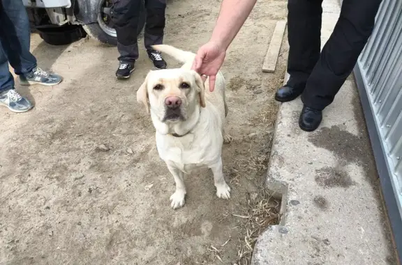 Найденные животные Муравленко, фото: Найдена собака, улица Дружбы Народов, Муравленко — золотистый окрас, пришла сама на строительную площадку ЦЕ Северный характер