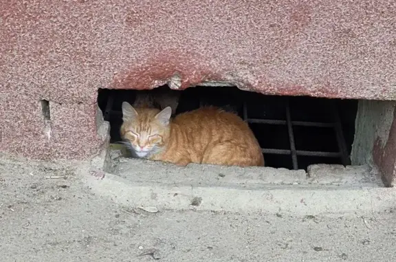 Найдена кошка, Москва, фото: Найдена кошка, Чонгарский бульвар, 14 к3, Москва — рыжая, скорее кот