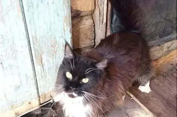Кошки потеряшки, Ситне-Щелканово, фото: Потеряшка кошка, Каширское шоссе, 15, Ситне-Щелканово — большая пушистая кошка породы мейн-кун, чёрная с белым, с кисточками на ушах