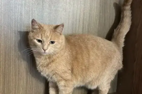 Пропала кошка, Лесная улица, 20А, Лыткарино — рыжая, домашняя, очень ласковая - photo