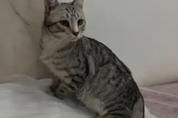 Найдена кошка, Москва, фото: Найдена кошка, 1-я Дубровская улица, 5, Москва — серый метис, кастрирован