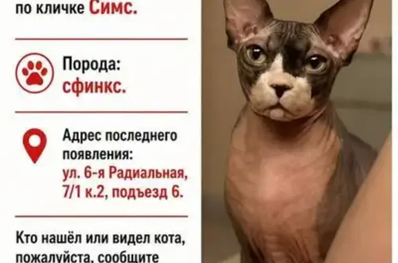 Кошки потеряшки, Москва, фото: Потеряшка кошка, 6-я Радиальная улица, 7/1 к2, Москва — сфинкс, серо-бежевого окраса