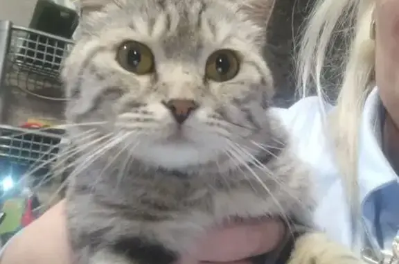 Найдена кошка, Волгоград, фото: Найдена кошка, улица Колумба, 16, Волгоград — очень ласковая, приучена к лотку